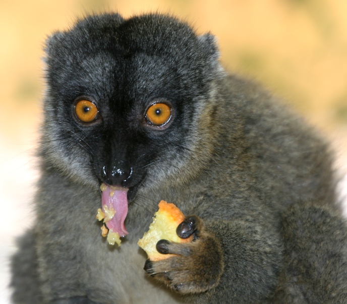 lemur